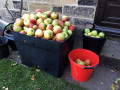 Small Part of Apple Harvest